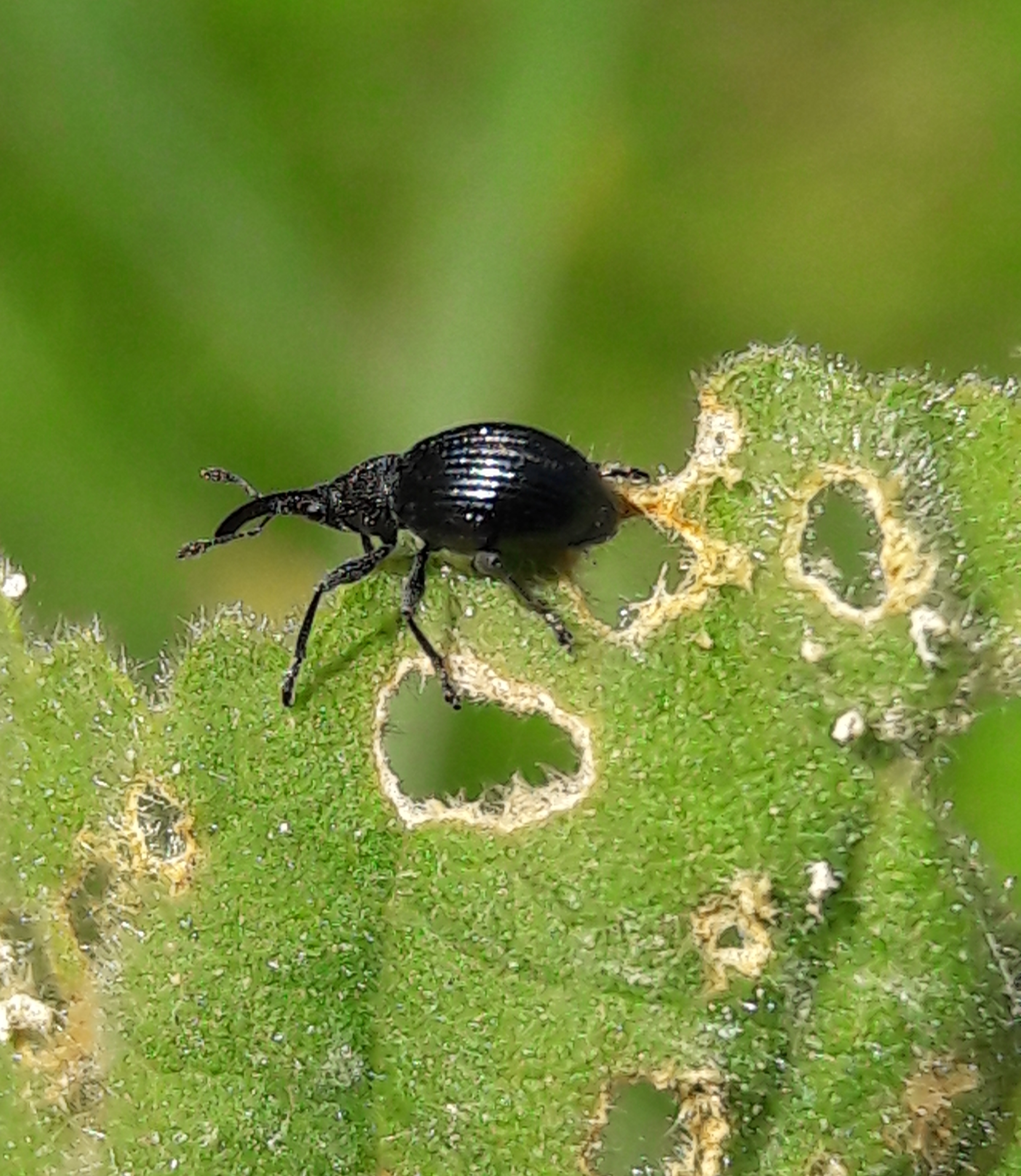 Aspidapion radiolus - ziliz-cickányormányos