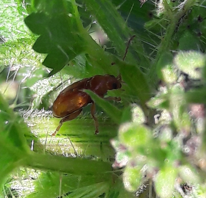 Neocrepidodera