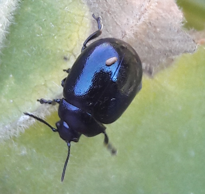 Chrysolina varians - kis orbáncfűlevelész