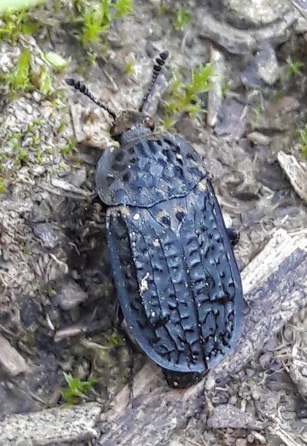 Thanatophilus rugosus - ripacsos dögbogár