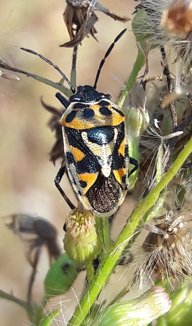 Eurydema ornata - díszespoloska