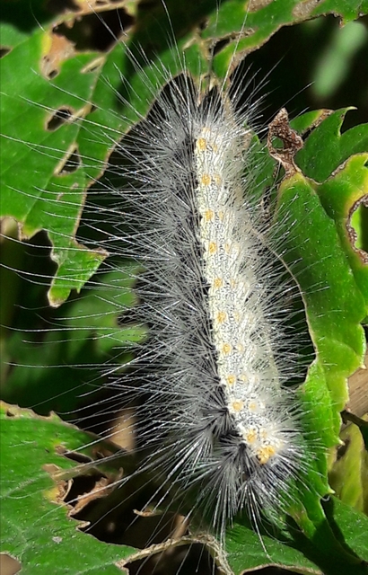 Hyphantria cunea - amerikai fehér medvelepke