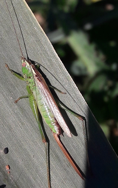 Conocephalus fuscus - kis kúpfejűszöcske