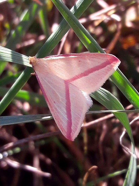 Rhodometra sacraria - rózsacsíkos araszoló