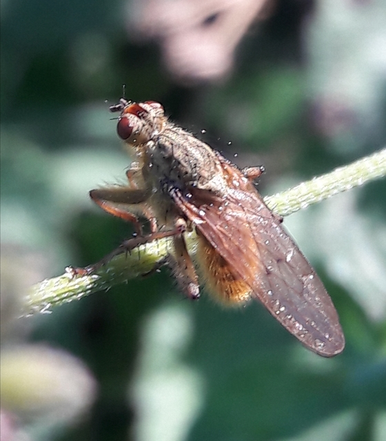 Scathophaga stercoraria - közönséges trágyalégy