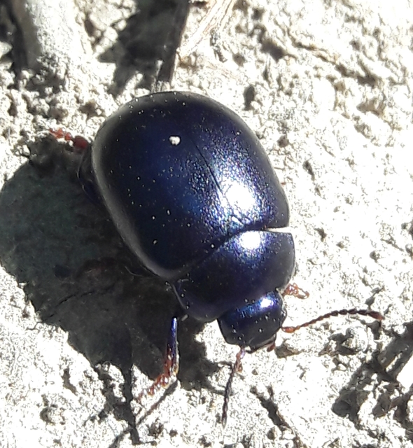 Chrysolina sturmi - vöröslábú levelész
