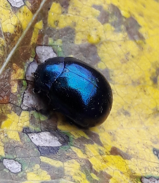 Chrysolina varians - kis orbáncfűlevelész