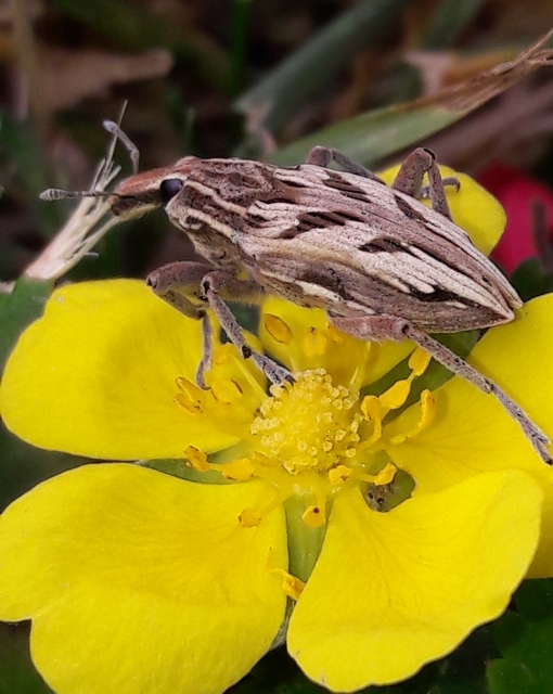 Coniocleonus nigrosuturatus - nyíljegyes barkó