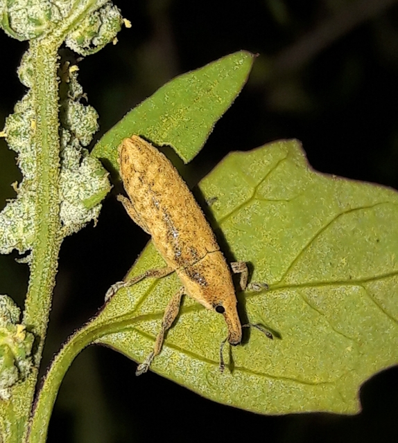 Lixus subtilis - disznóparéj-dudvabarkó