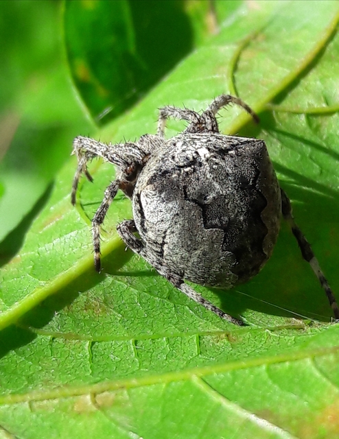 Araneus circe/angulatus