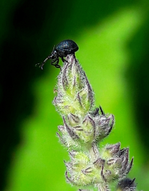 Holotrichapion