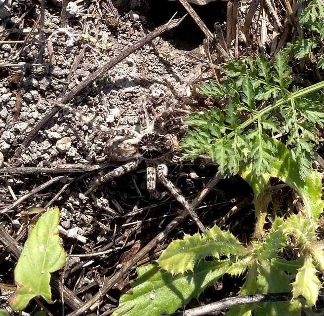 Lycosa singoriensis - szongáriai cselőpók