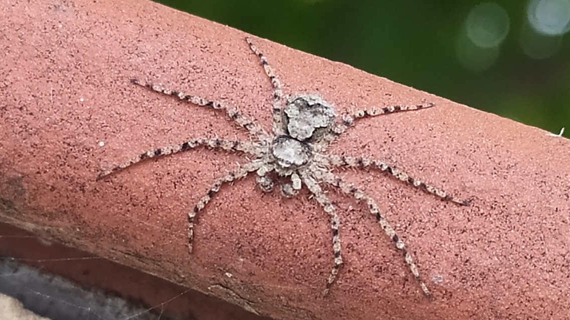Philodromus poecilus - cifra karolópók