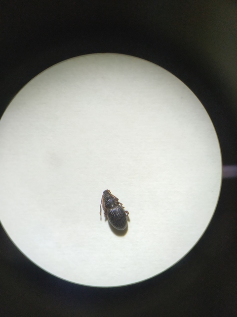Otiorhynchus ovatus - apró gyalogormányos