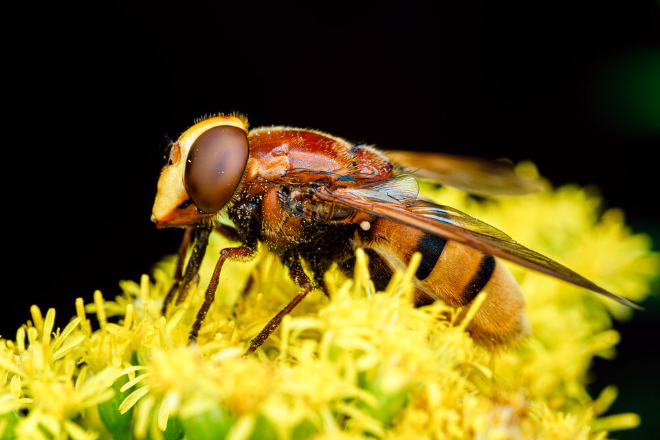 Volucella zonaria - kétöves pihelégy