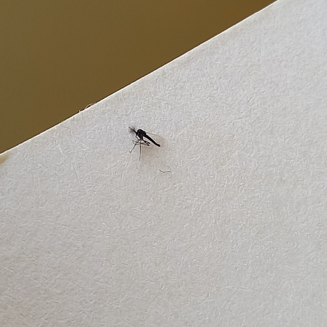 Chironomidae - árvaszúnyogok