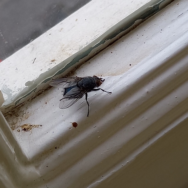 Calliphora