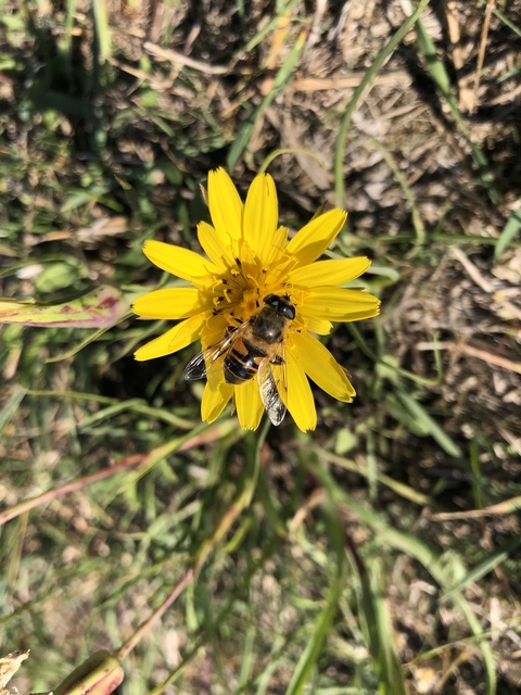 Eristalis tenax - közönséges herelégy