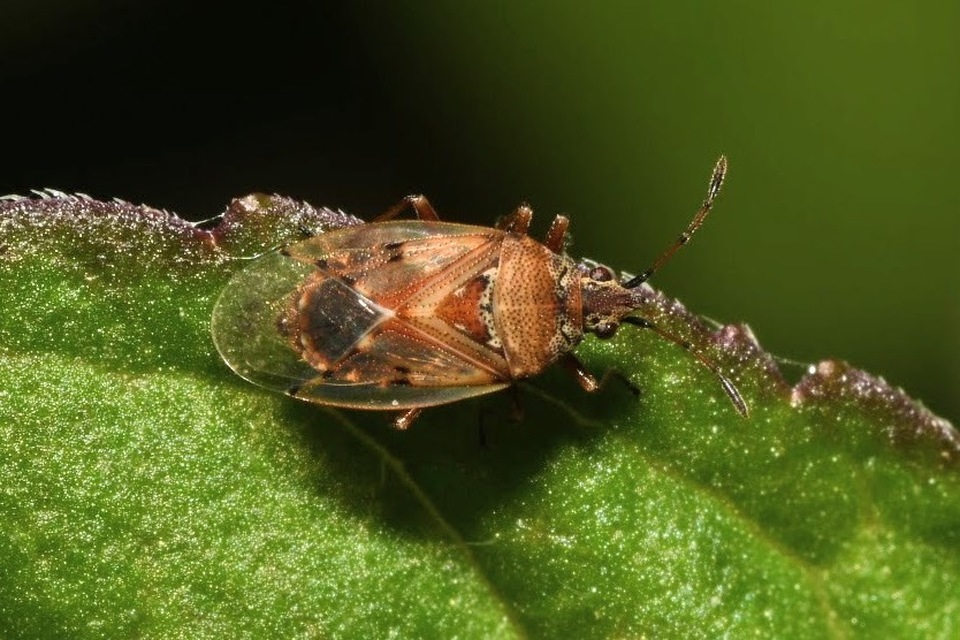 Kleidocerys resedae - nyírbodobács