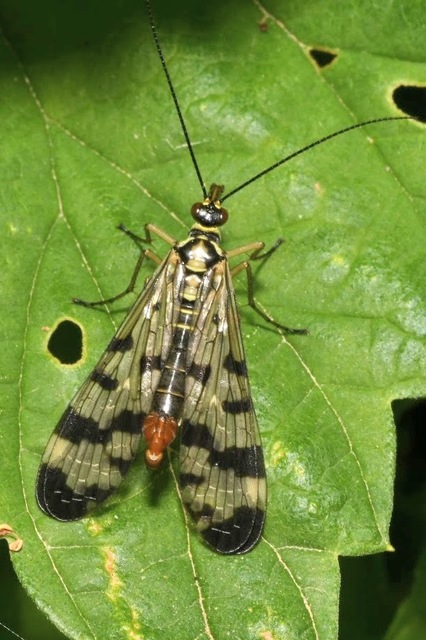 Panorpa communis/vulgaris