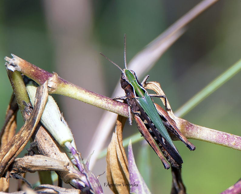 Omocestus rufipes - vöröshasú tarlósáska