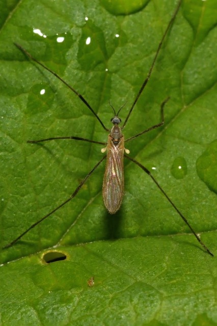 Molophilus