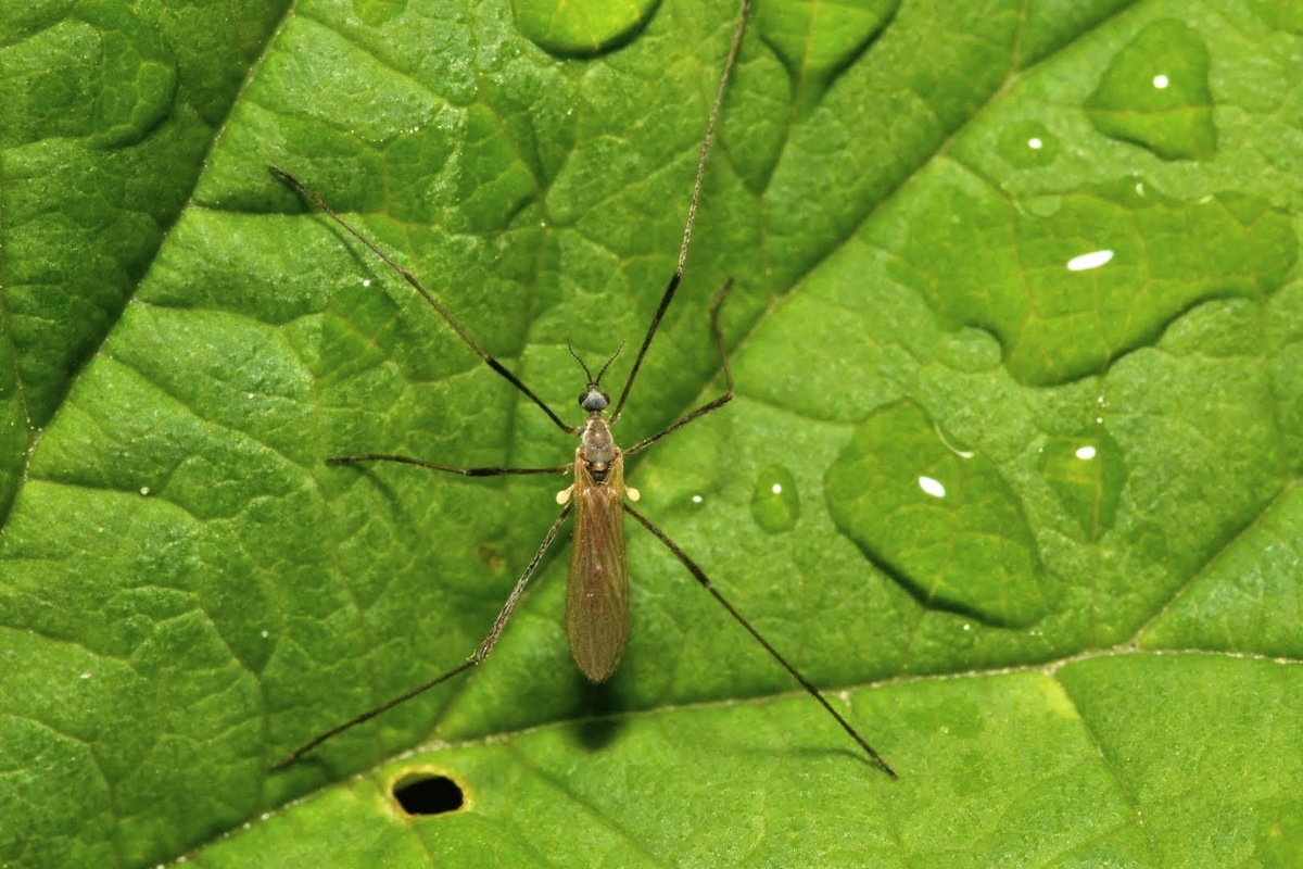Molophilus