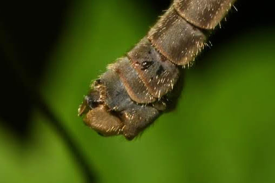 Tipula