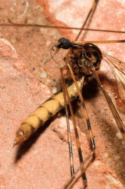 Limonia nubeculosa