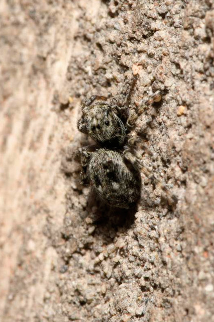 Attulus pubescens - bozontos ugrópók