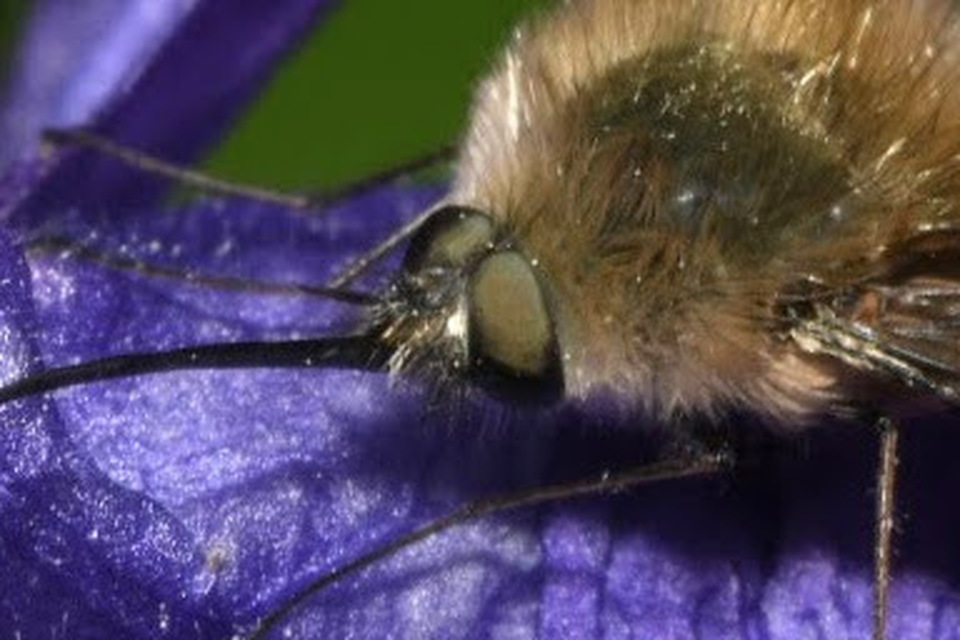 Bombylius