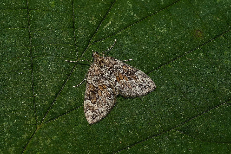 Thera variata/britannica