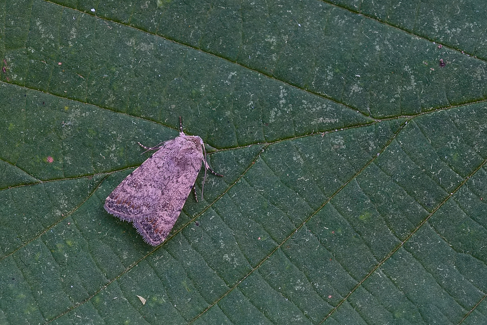Paradrina clavipalpis - közönséges selymesbagoly
