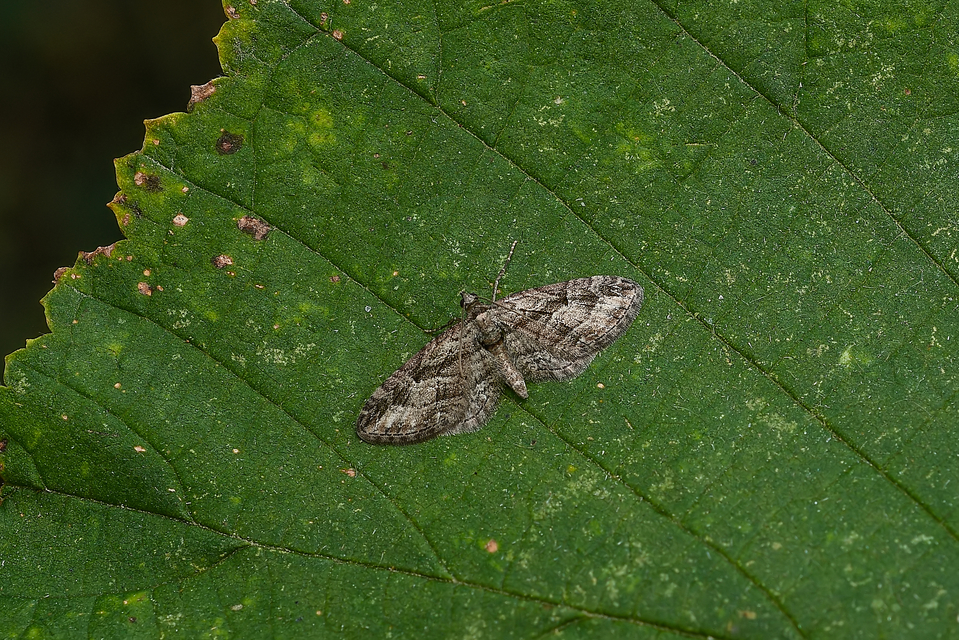 Eupithecia ericeata - feketefenyő-törpearaszoló