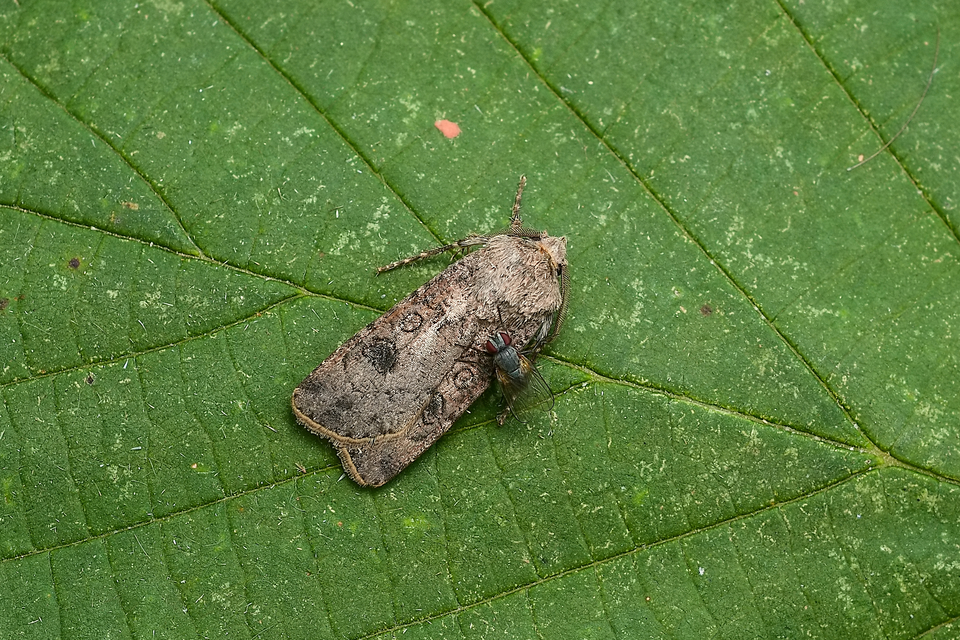 Agrotis segetum - vetési földibagoly