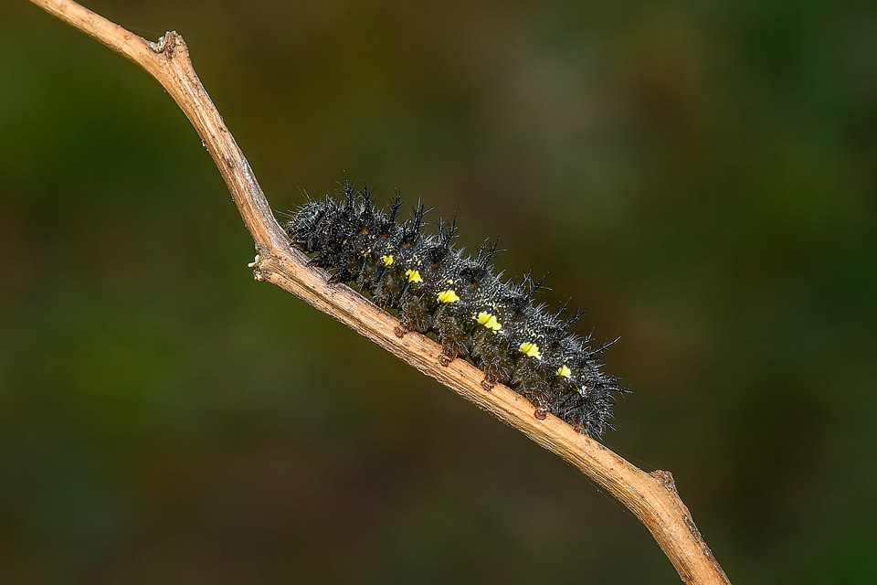 Vanessa atalanta - atalantalepke