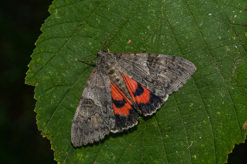 Catocala nupta - piros övesbagoly