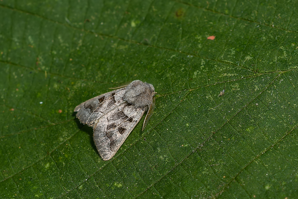 Episema