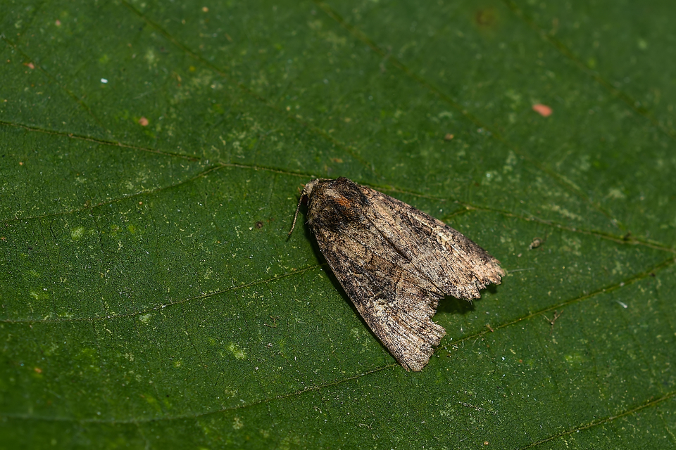 Oligia strigilis/latruncula/versicolor