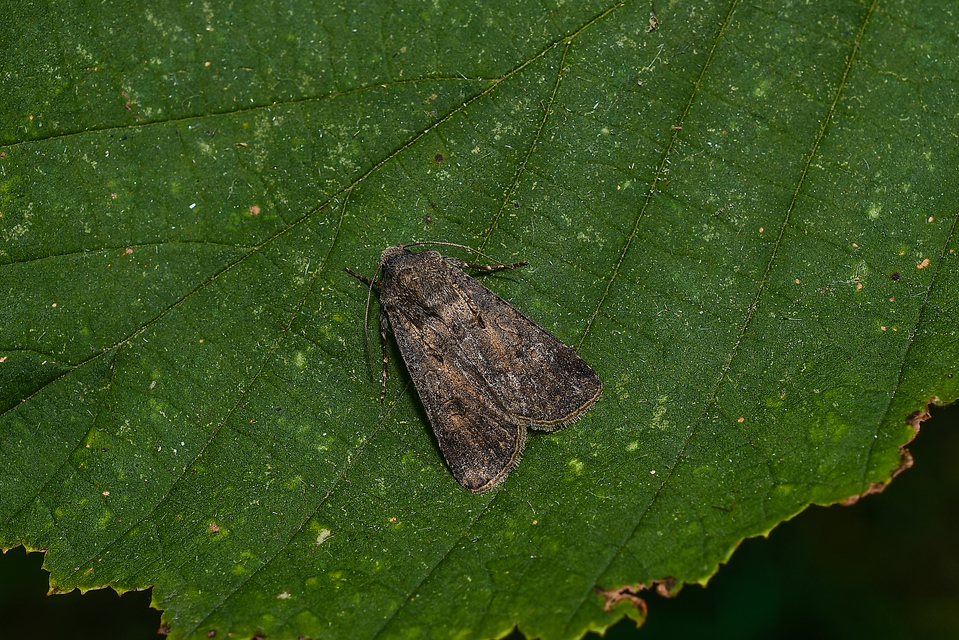 Agrotis segetum - vetési földibagoly