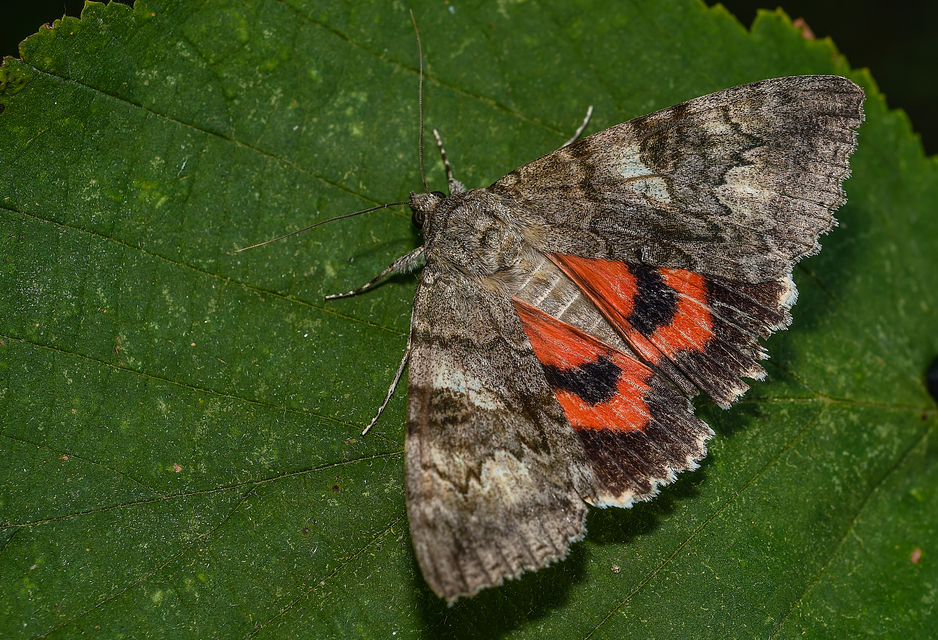 Catocala nupta - piros övesbagoly