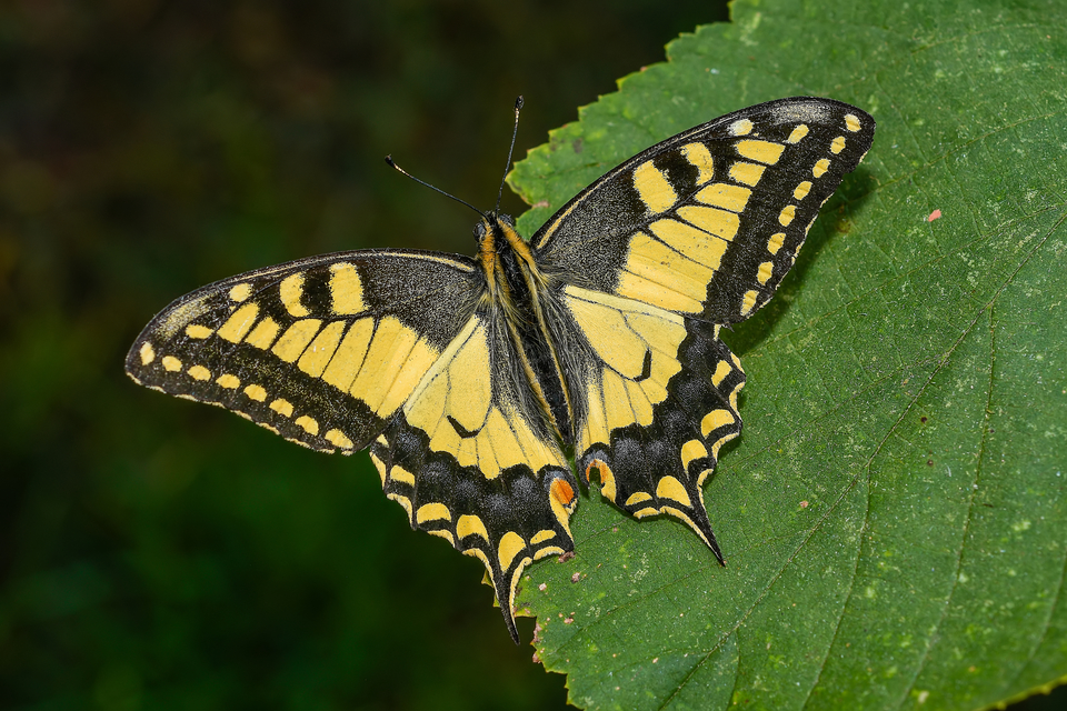 Papilio machaon - fecskefarkú lepke