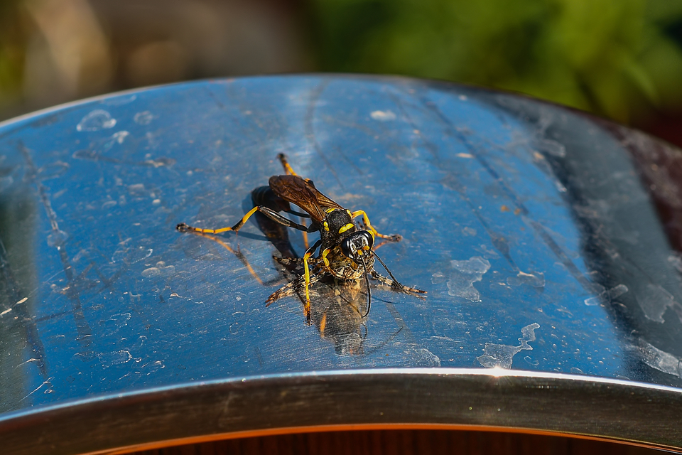 Sceliphron caementarium - feketenyelű lopódarázs