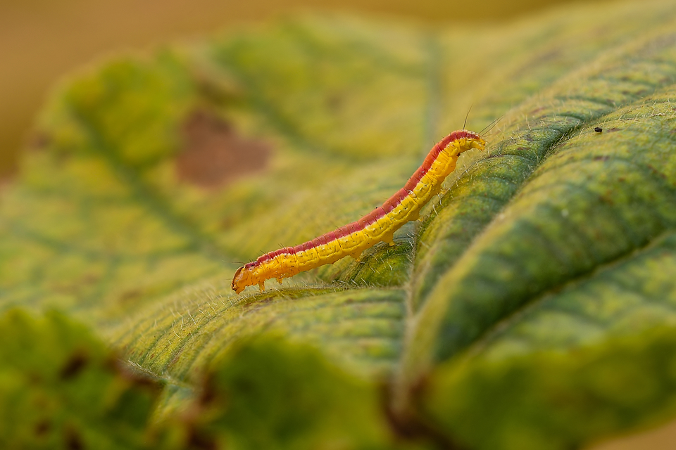 Nascia cilialis - sásrágó tűzmoly