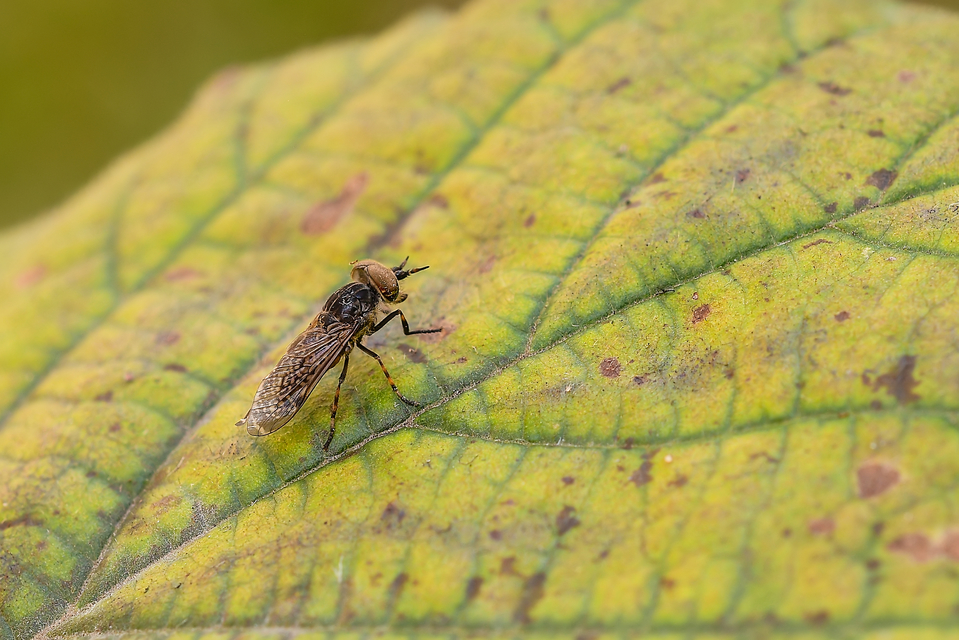 Haematopotini