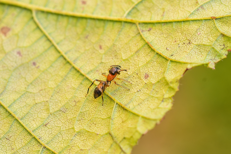 Myrmarachne formicaria - nagy hangyautánzópók