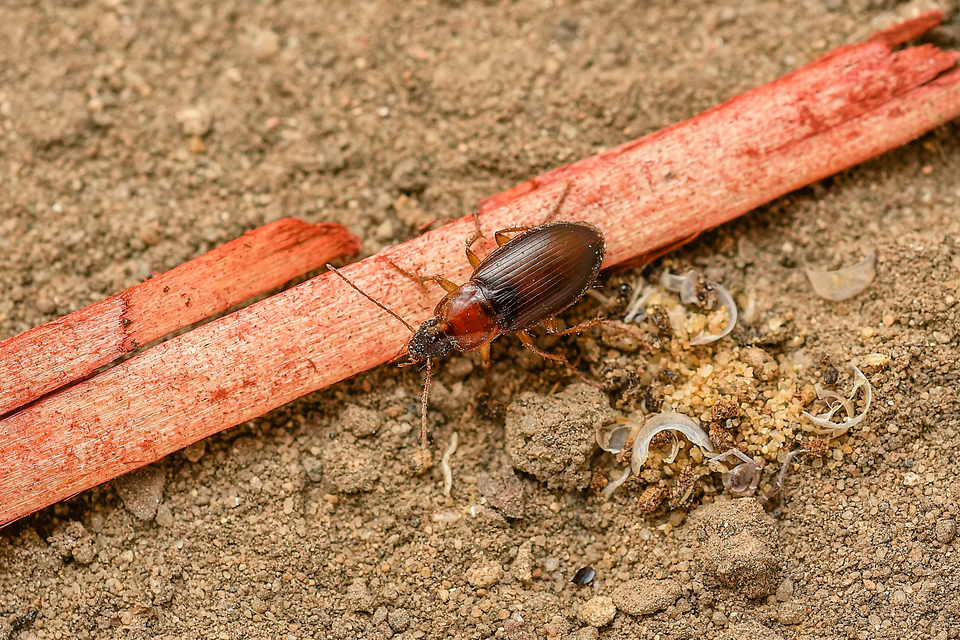 Calathus cinctus - parlagi tarfutó