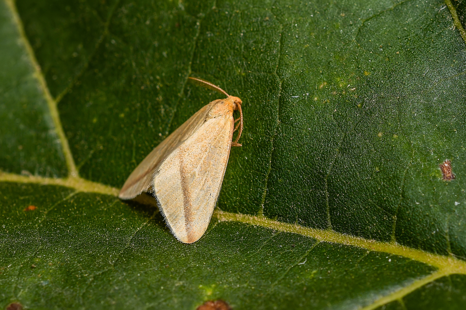 Rhodometra sacraria - rózsacsíkos araszoló