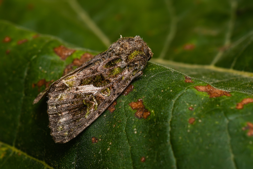 Trachea atriplicis - nyári zöldbagoly