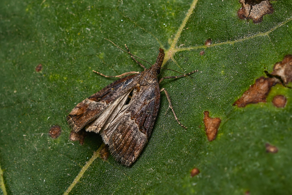 Hypena rostralis - közönséges karcsúbagoly